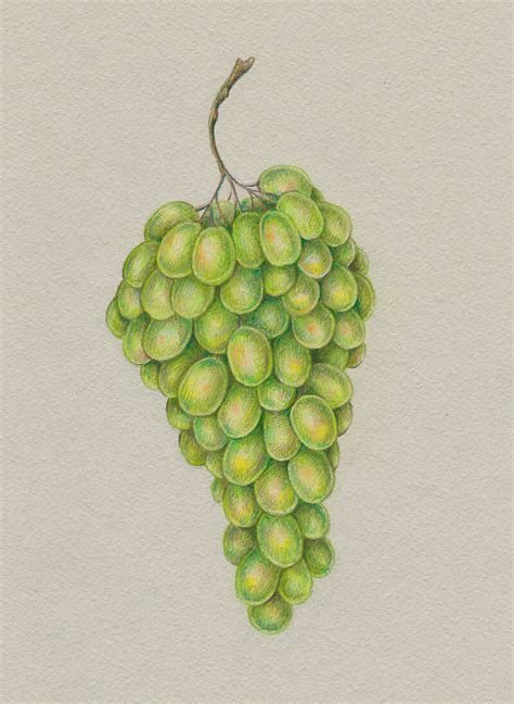 How To Draw Grapes With Colored Pencils