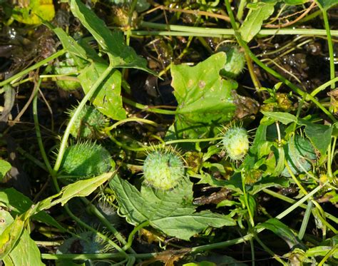 Wild Cucumber Echinocystis Lobata Deansville Fen Wiscons Flickr