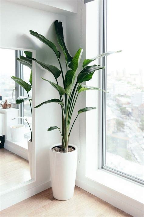95 Beautiful Indoor Plants Design In Your Interior House 68 Plant