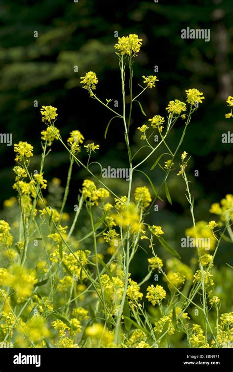 Black Mustard Brassica Nigra Blooming Germany Stock Photo Alamy