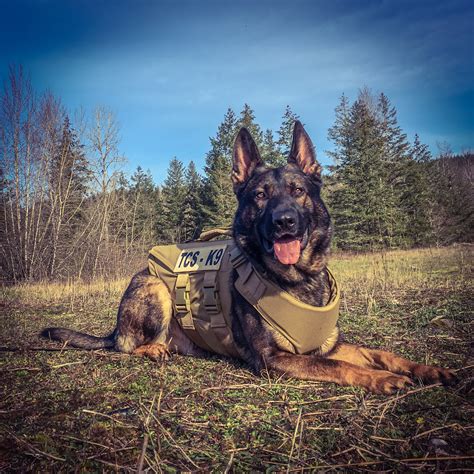 How Bulletproof Vests Can Protect Your Protection Dog — Tactical K9