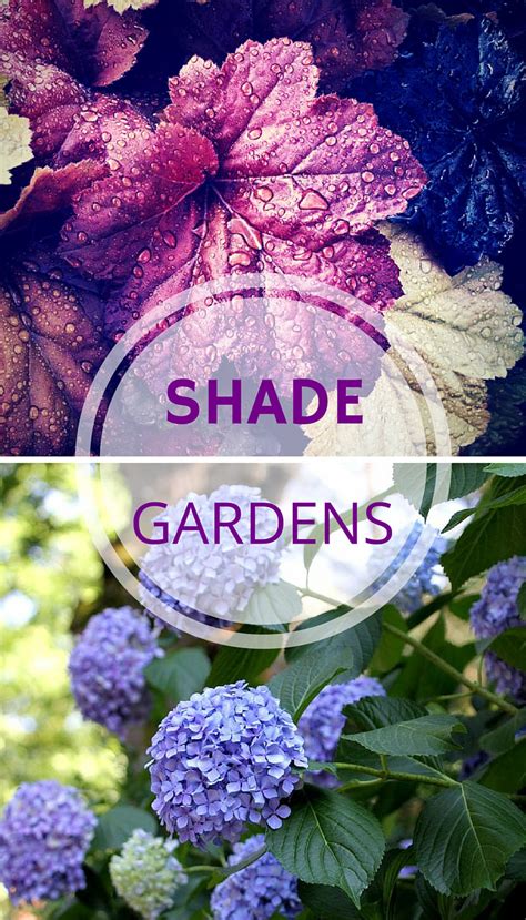 Discover Top Shade Perennials