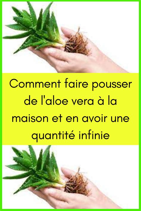 Comment Faire Pousser De L Aloe Vera La Maison Et En Avoir Une