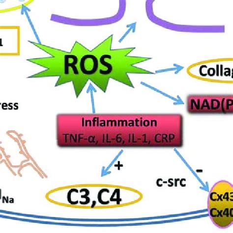 Generation And Inactivation Of Reactive Oxygen Species Ros