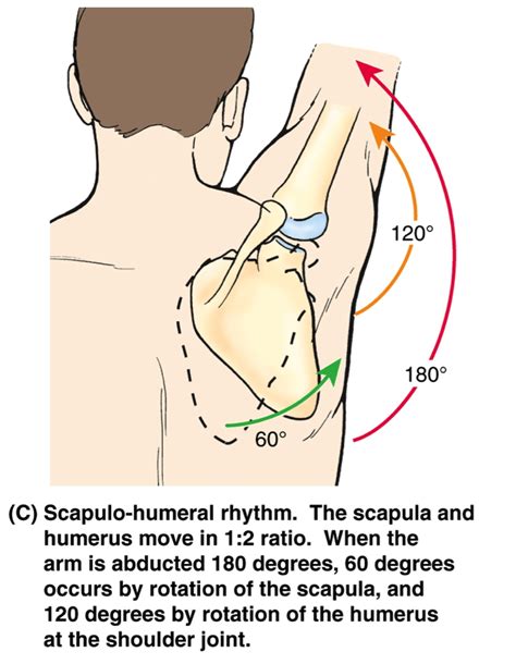 Image Result For Lateral Rotation Of Scapula Yoga Anatomy Human