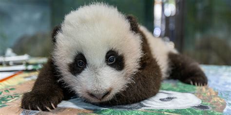 Adventure Time For Our Giant Panda Cub Over The Weekend Mei Xiang