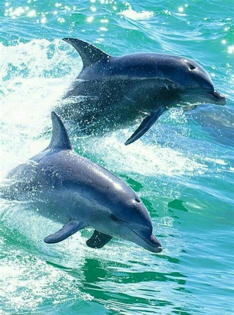 Freenom World Dolphins Bottlenose Dolphin Underwater Animals