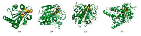 Lipases With Different Lid Structures A Crystal Structure Of Lipase