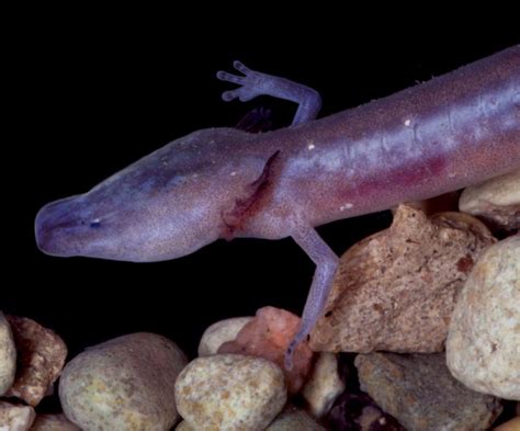 Tiny Subterranean Texas Salamanders Could Be Extinct In 100 Years