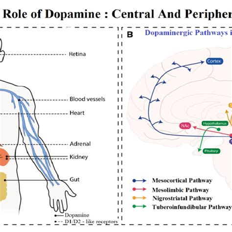 Distribution Of Dopamine Receptors In Brain And Their Function And Download Scientific Diagram
