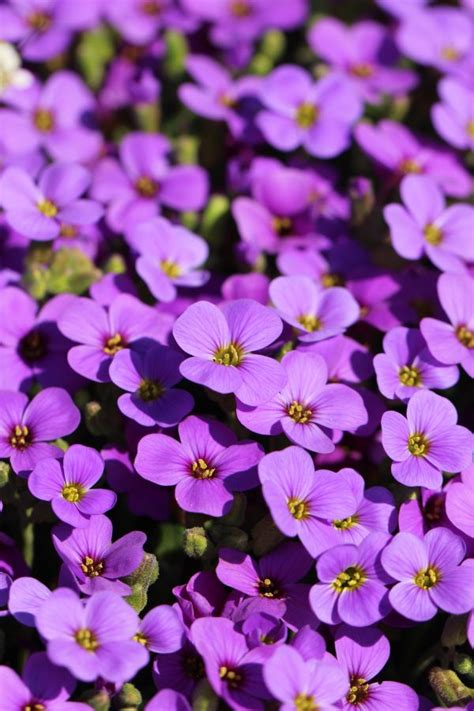 Free Images Blossom Flower Purple Petal Bloom Botany Flora