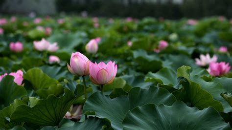 Thousands Of Lotus Flowers Bloom In Eastern China Cgtn