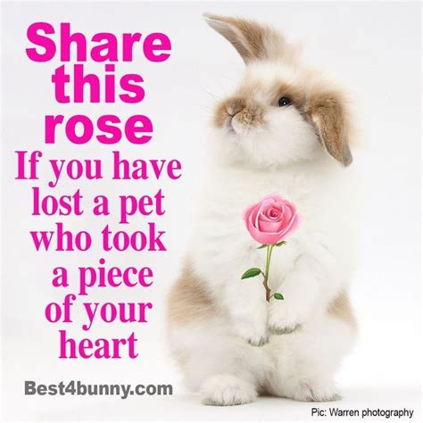 A Rabbit Holding A Pink Rose In Its Mouth With The Words Share This