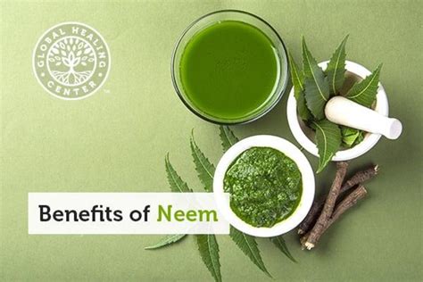 Neem Oil And Leaves Impressive Health Benefits And Uses Nexus Newsfeed