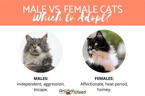 Of course, both of them have had kittens (not my fault!). Male Vs. Female Cats - Which Should I Adopt?