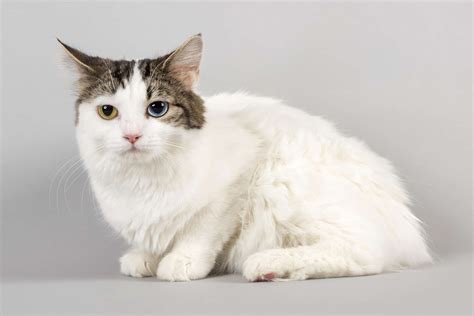 Cymric Cat — Full Profile History And Care Manx Kittens Manx Cat