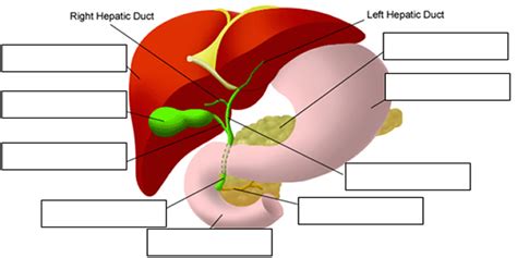 Free online quiz liver diagram. Notes: Digestive System