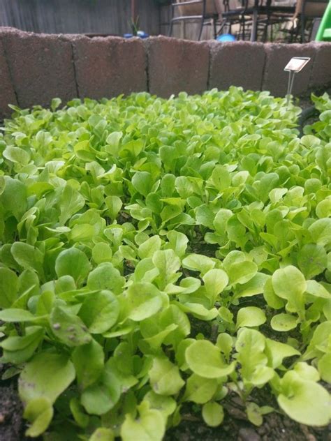 The Lettuce In My Garden Is Growing Well Makes For A Great Salad