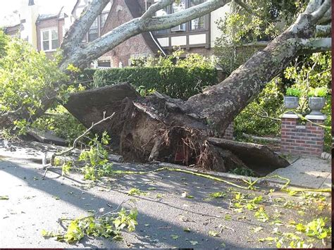 250 trees uprooted in karnataka s kodagu in recent storms