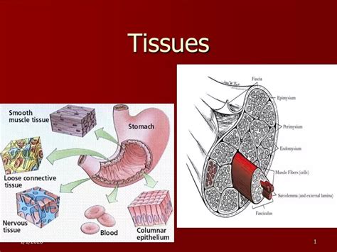 Ppt Tissues Powerpoint Presentation Free Download Id9308756