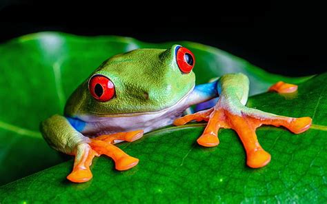 Frogs Red Eyed Tree Frog Hd Wallpaper Wallpaperbetter