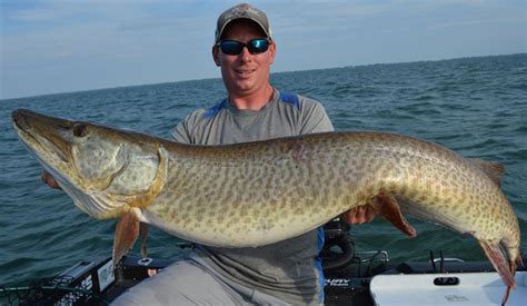 Maybe you would like to learn more about one of these? Musky - Mad River Outfitters Mro And Ohio Musky : Musky ...