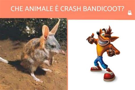 ¿qué Animal Es Crash Bandicoot Vida Con Mascotas ️