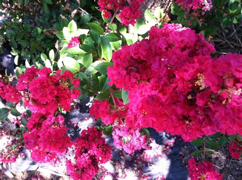 Explore burpee's hardy selections to discover the best varieties for cutting, climbing trellises, even groundcover. Plant ID: bush with red flowers - crepe-myrtle ...