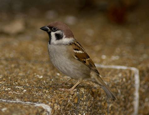 Eurasian Tree Sparrow European Tree Sparrow; German Sparrow | MDC Teacher Portal