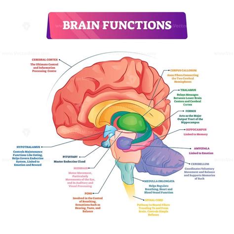 Corpus Callosum Educational Brain Part Location In Brain Outline