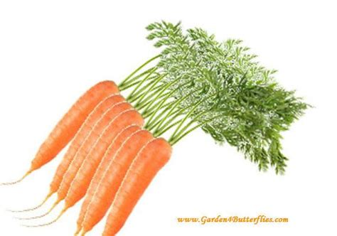 Tendersweet Carrot Heirloom Seeds 100 Seeds Non Gmo Daucus