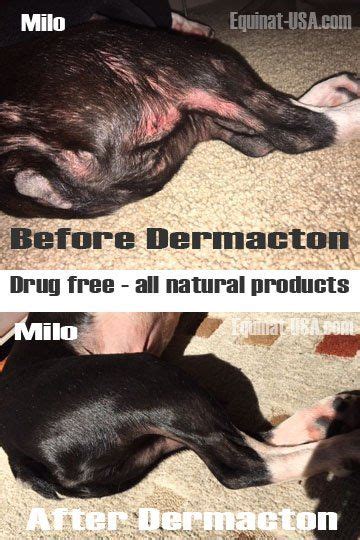 Dermacton Cream Has Healed Our Dogs Patchy Skin Equinat