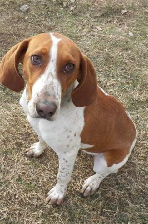 Pin On American English Coonhound