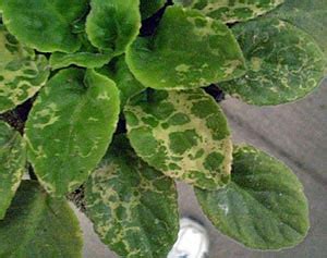 You'll lose some or all of the leaves and the flowers always die off regardless. African Violets - Fairfax Gardening