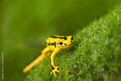 Fotografia Do Stock Fire Salamander Salamandra Salamandra Is The