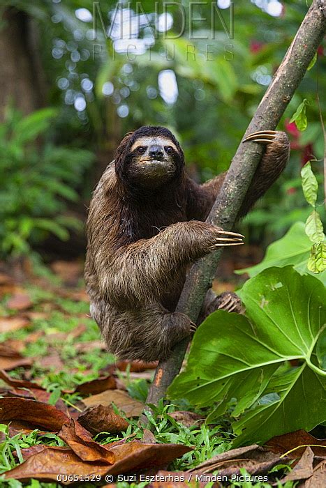 Brown Throated Three Toed Sloth Stock Photo Minden Pictures