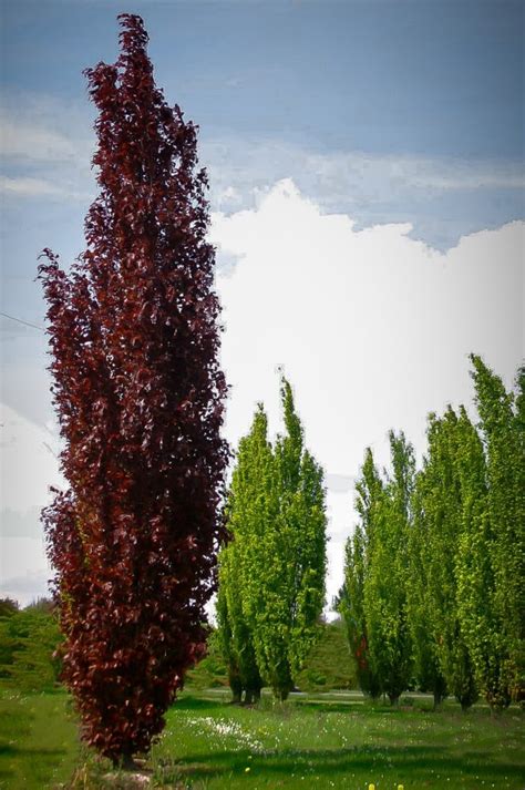 Columnar Purple Beech Trees For Sale Online The Tree Center