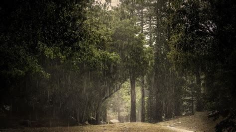 Hd Rainy Forest Background Beautiful Rainy Landscapes Wallpapers Hd