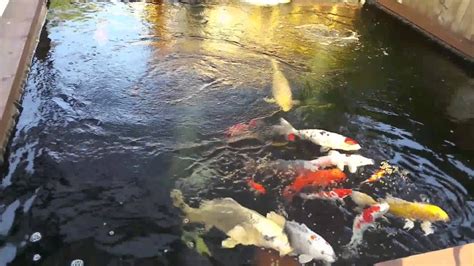 If you are looking to find how many gallons the pond holds then multiply the length by width by height (15 x 10 x 2) to get 300 cubic feet. My 3000 gallon koi pond. - YouTube