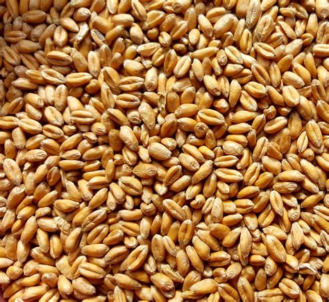 Whole Wheat 20kg Vander L Feeds Limited Whole Wheat 20kg