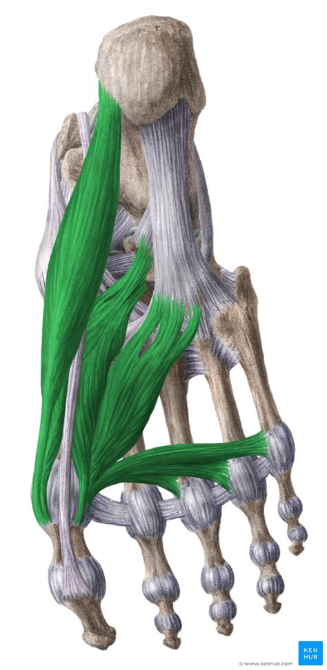 Medial Plantar Muscles Of The Foot Anatomy Kenhub