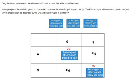 Drag The Labels To The Correct Location On The Punnett Square Not All