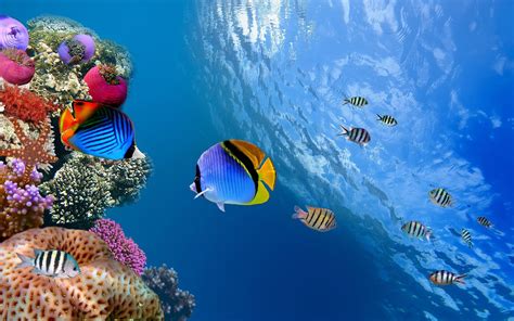 Hd Underwater Wallpapers Top H Nh Nh P