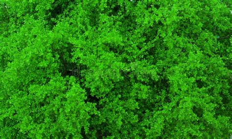 Green Tree Leaves Texture Stock Photo Image Of Healthy 9285102