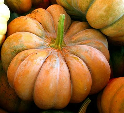 Musque De Provence Pumpkin Cucurbita Moschata