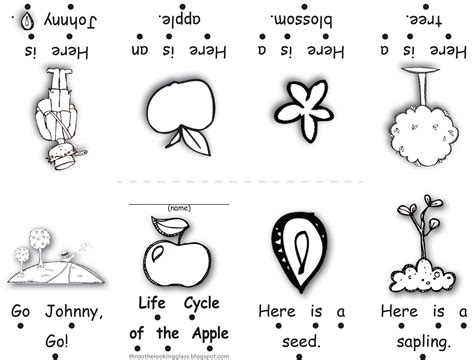 Vector image life cycle of apple tree. lifecycle apple | about the life cycle of the apple tree it s a freebie available at tpt ...