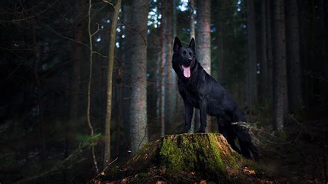 Black German Shepherd Hd Animals Wallpapers Hd Wallpapers Id 50485