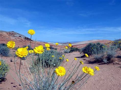Desert Wildflowers Reports For Nevada And Utah Desertusa Wild
