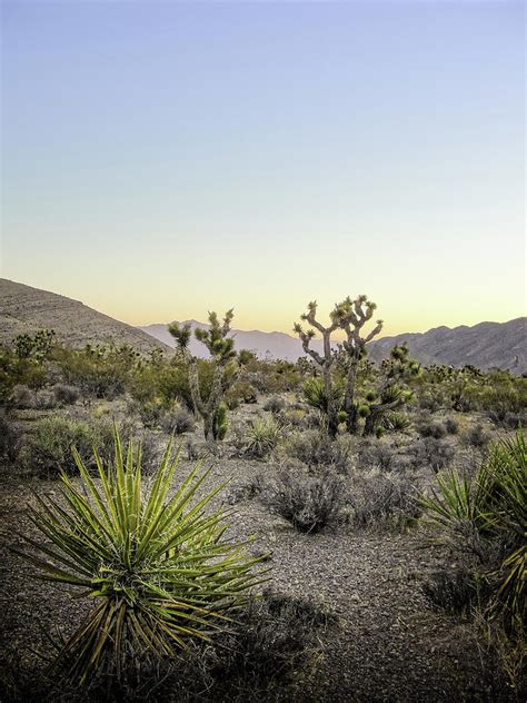 Yucca And Joshua Trees At Dawn On Mount Charleston West Of Las Vegas