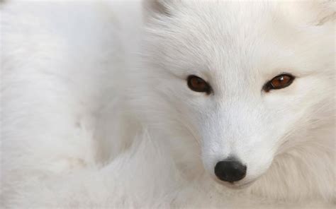 100 Arctic Fox Wallpapers